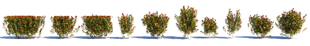 3D shrubs Photinia Fraseri