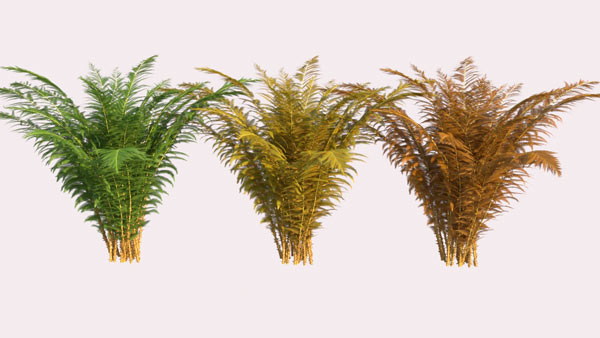 3D fern material variations