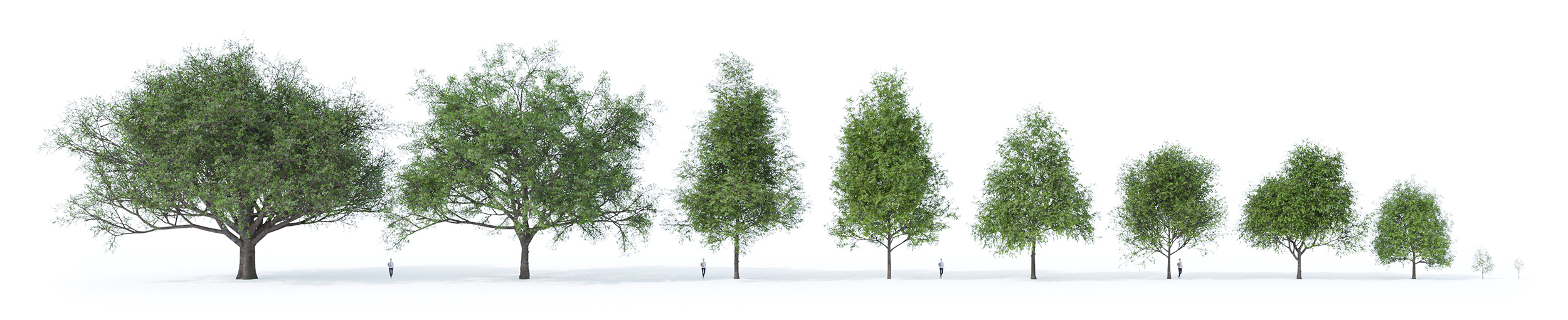 10 3D Oak tree variations